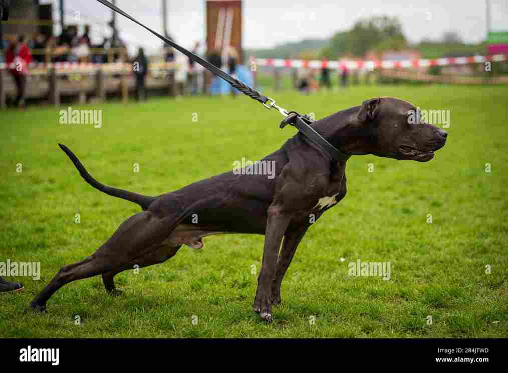 The American Pit Bull Terrier